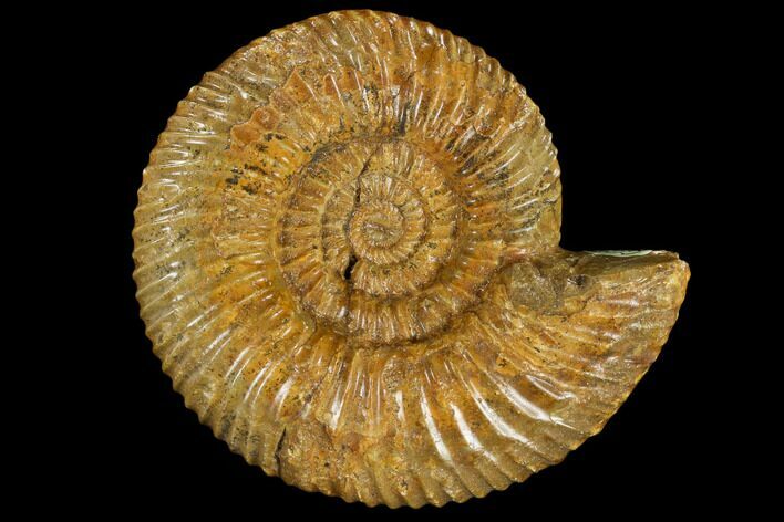 Fossil Ammonite (Parkinsonia) - Dorset, England #117153